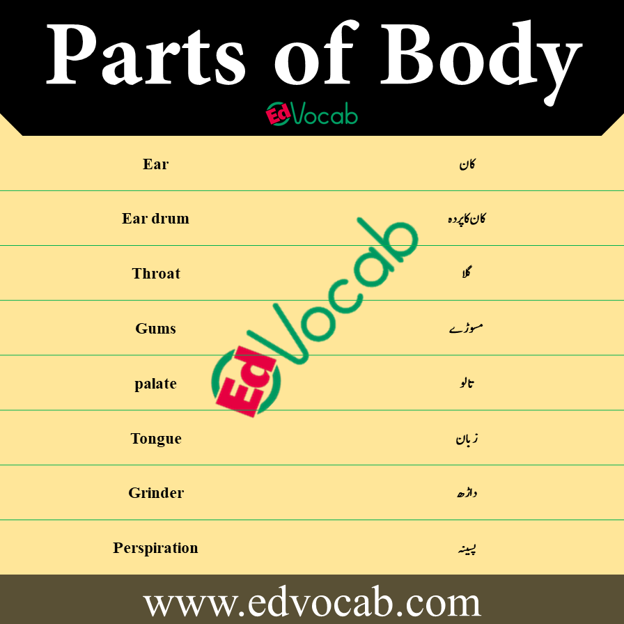 Parts of Body Names in Urdu pdf