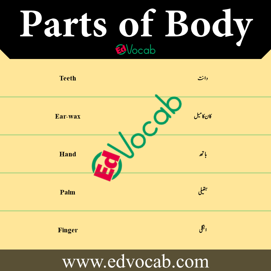 Parts of Body Names Vocabulary in Urdu pdf