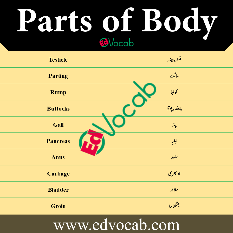 Parts of Body Names in Hindi