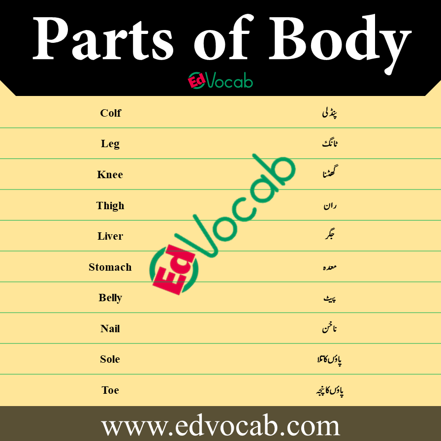 Parts of Body Names Vocabulary in Urdu