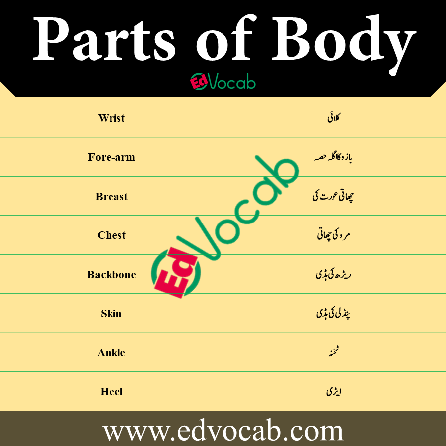 Parts of Body English to Urdu pdf