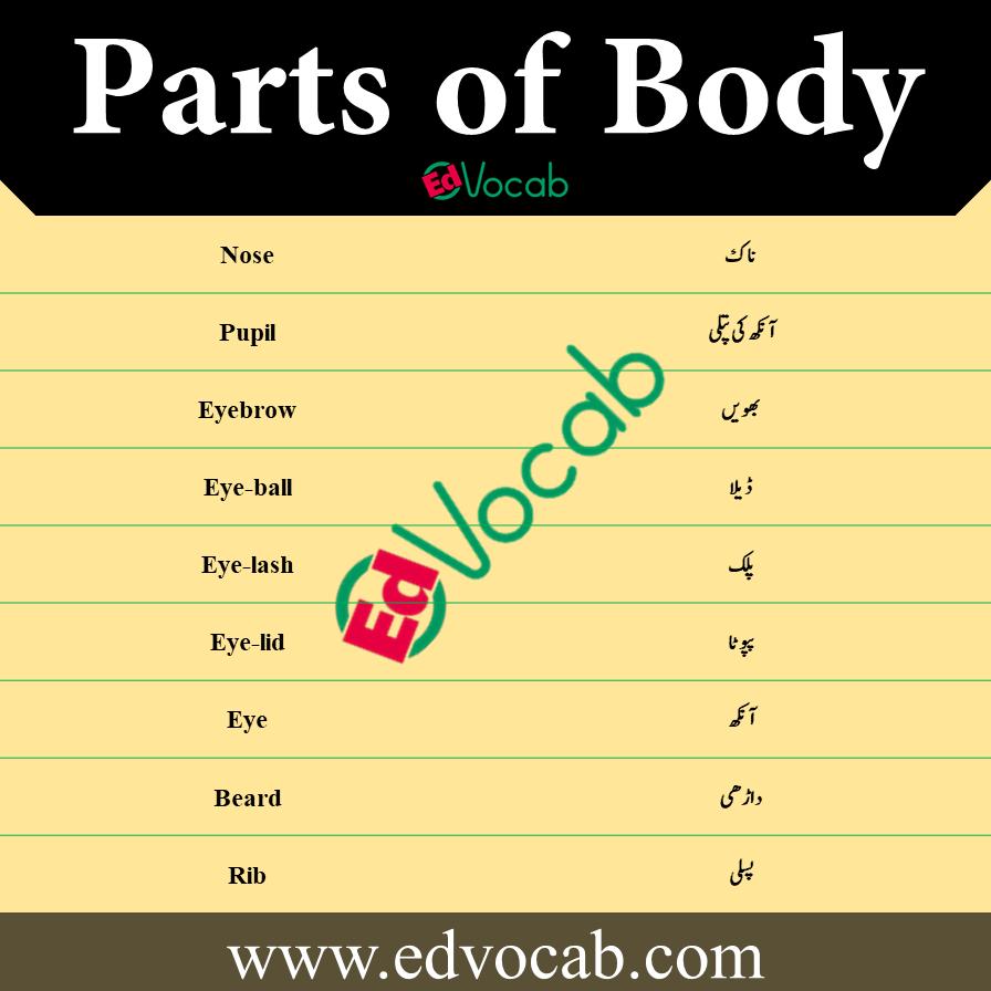 parts of body in English with pictures pdf