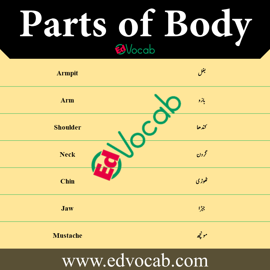Parts of Body Names in Hindi pdf