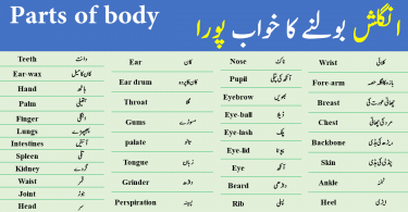 Parts of Body Vocabulary | Human body parts names vocabulary in Urdu