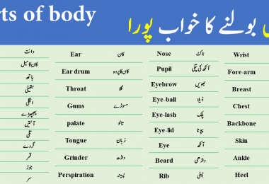Parts of Body Vocabulary | Human body parts names vocabulary in Urdu