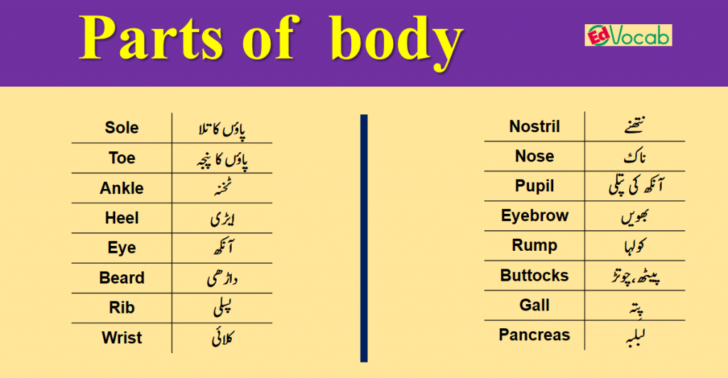 parts-of-body-in-english-and-urdu-pdf-lesson-edvocab